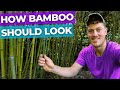 How to Thin a Bamboo Clump and Remove Runners | Full Guide