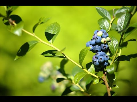 Vídeo: Zone 9 Blueberries: Escolhendo plantas de blueberry para clima quente