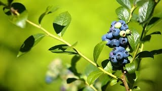Mondini Plantas: Como cultivar Mirtilo (blueberry)
