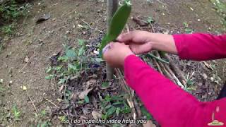 v33: How to plant Vanilla Cuttings(in Philippines)? Vanilla Propagation.