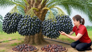 Harvesting 1000+ Giant Dates To Sell & Making Mochi From Cold Rice | Traditional Village Recipe