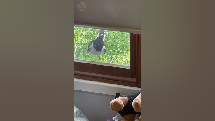 Do you think the magpie  wants to tell me something? #top #shorts #magpies #magpierobin #animals