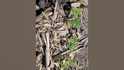 Corn Residue Breakdown