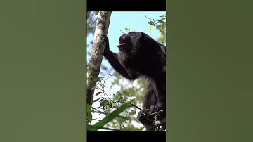Howler Monkey: The Loudest Voice in the Jungle