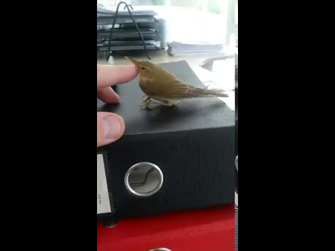 მეგობრულად განწყობილი ქართველი ჩიტი