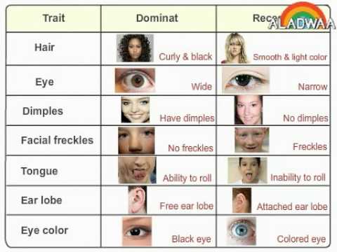 The Dominat And Recessive Traits In The Human Being Youtube