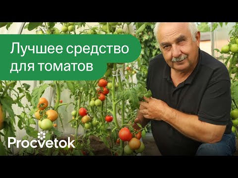 ПОСЛЕ ЭТОГО ТОМАТЫ