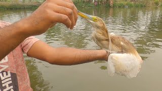 Village Boy Rescue Pond Heron And Free In Nature Please Protect All Birds And Animal