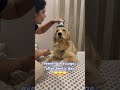 itna toh banta hey😝😝 #goldenretriever #dogshorts #pets #viral #relaxing