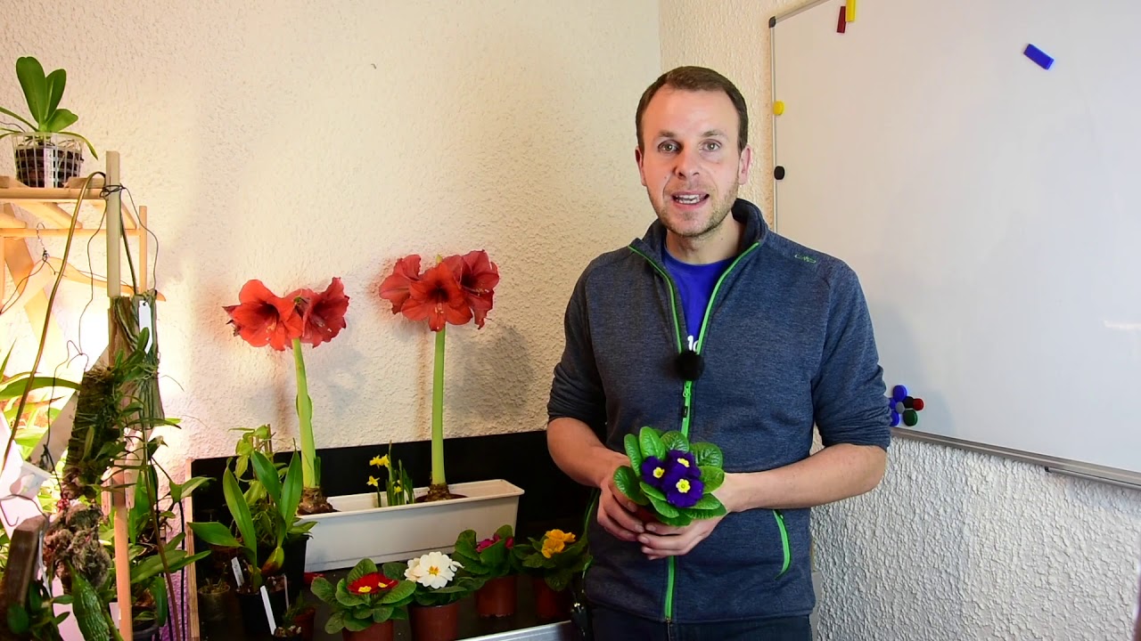 Gartenprimel richtig pflegen: Standort, Gießen und Auspflanzen
