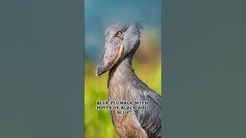 The Dinosaur ancestry "The Shoebill Bird" #shorts #animals #rare #uncommoncreatures