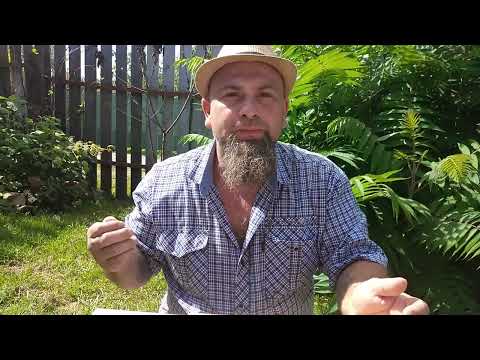 Пинк Мама томат