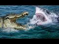 Animal Face-Off: Saltwater Crocodile VS Great White Shark (remastered)