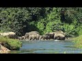 ASIAN ELEPHANT HERD