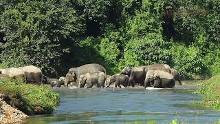 ASIAN ELEPHANT HERD