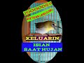 Masteran Pleci Malam Hari Dengan Gemercik Air Hujan Di Jamin Ngotot Bongkar Isian Mp3 - Mp4 Download