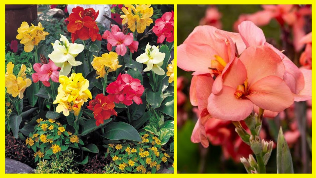 ESPÉCIES E TIPOS DE CANNAS I PLANTA BIRI CONHEÇA AS MARAVILHOSAS CORES DE CANNA INDICA