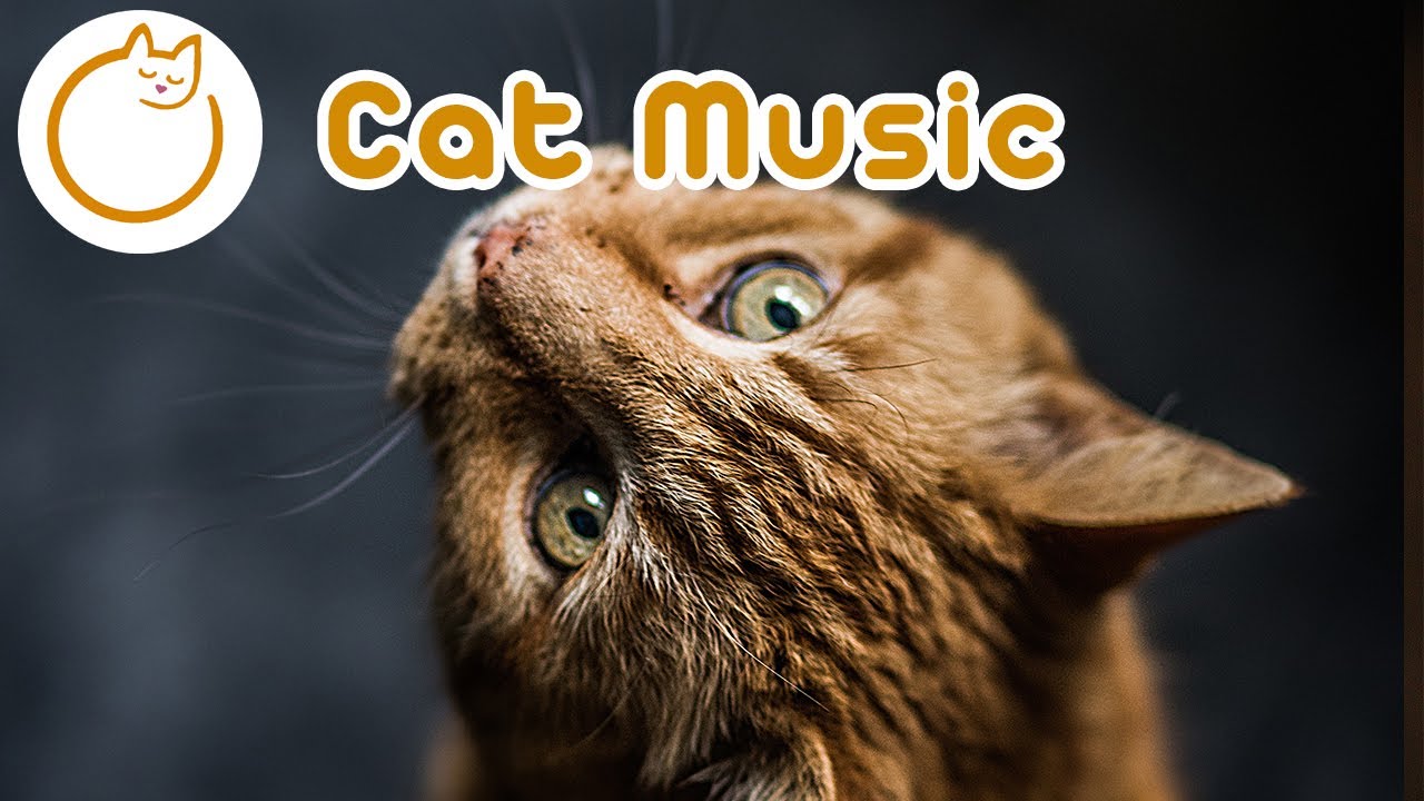 EXTENDED Cat Music 7 Hours of the Ultimate Cat relaxation Songs YouTube