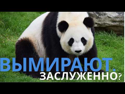 🐼 ПОЧЕМУ ПАНДЫ—САМЫЕ БЕСПОМОЩНЫЕ ЖИВОТНЫЕ НА ПЛАНЕТЕ? #Панды #ЭволюционныйПровал #ДокументальноеКино