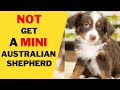8 Reasons Why You Should NOT Get a Mini Australian Shepherd