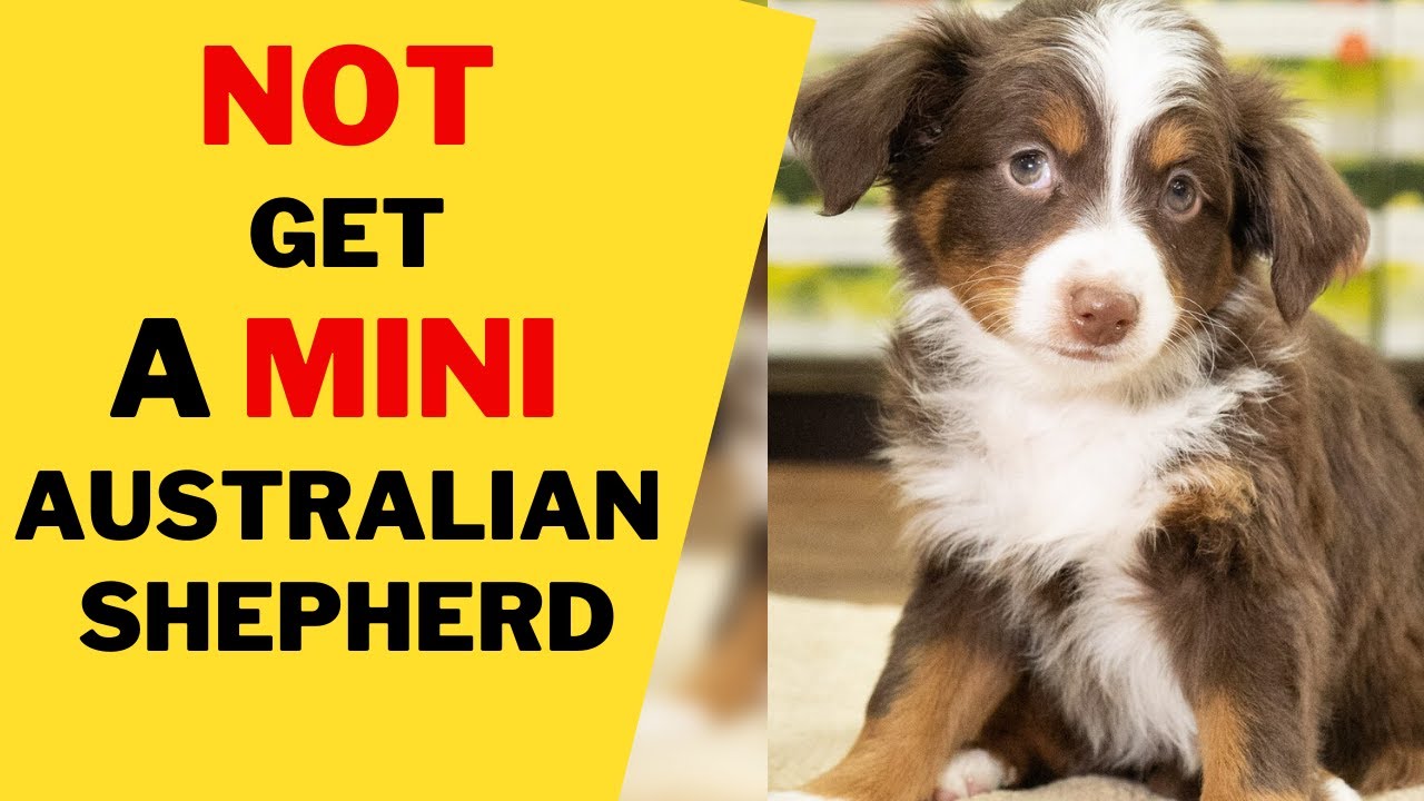 Række ud hav det sjovt tak skal du have 8 Reasons Why You Should NOT Get a Mini Australian Shepherd - YouTube