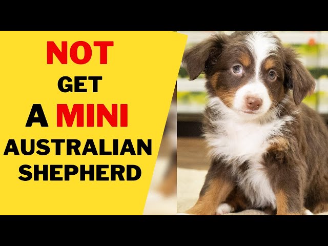 8 Reasons Why You NOT Get a Mini Australian Shepherd - YouTube