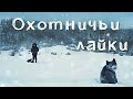 Охотничьи лайки  Якутии. Заводчик Иванов Дмитрий Олегович.