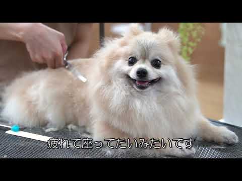 ポメラニアントリミング解説