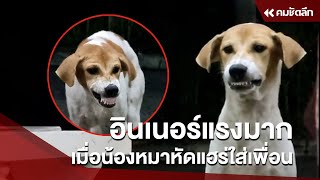 อินเนอร์แรงมาก เมื่อน้องหมาหัดแฮร่ใส่เพื่อน | SCLcc111 : คมชัดลึก ออนไลน์