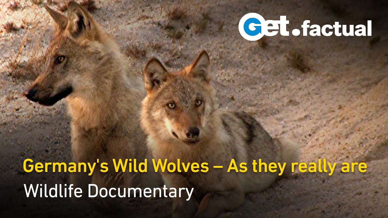 ⁣Germany's Wild Wolves: As they really are | Full Documentary