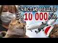 Кошка - «лётчица» спасенная в Дагестане снова отправилась в рейс. Куда улетела Дарина?