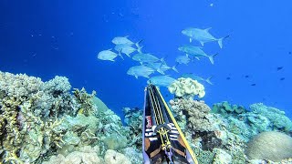 SPEARFISHING DI SURGA NYATA BAWAH LAUT WAKATOBI