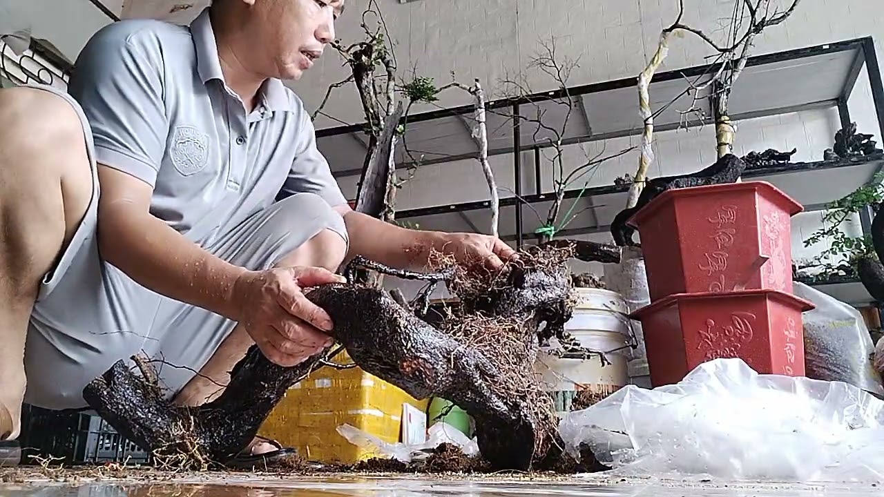 Xử lý phôi trước khi trồng ... Muội hồng vip 😎