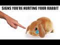 12 Signs You're Hurting Your Rabbit Without Realizing