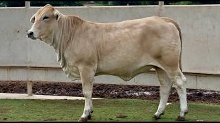 J&J Cattle Co: Open Replacement Heifer Online Auction