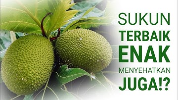 BUAH SUKUN: Manfaat Buah Sukun untuk Kesehatan – Sumber Energi dan Herbal Alami dari Alam Nusantara