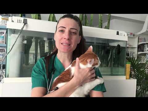 Βίντεο: Πώς να αντιμετωπίσετε φυσικά τις κοινές πεπτικές διαταραχές σε γάτες