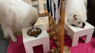 【ルンルンの裏庭】誕生日ケーキの残りを食べたルンルンとアラン
