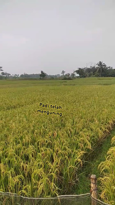 #instrumental #panenpadi #tumbuhan #petani