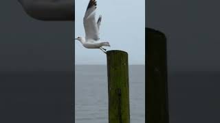 Seagulls at the beach flying away￼