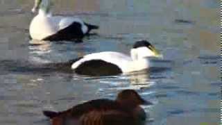 Eider Ducks
