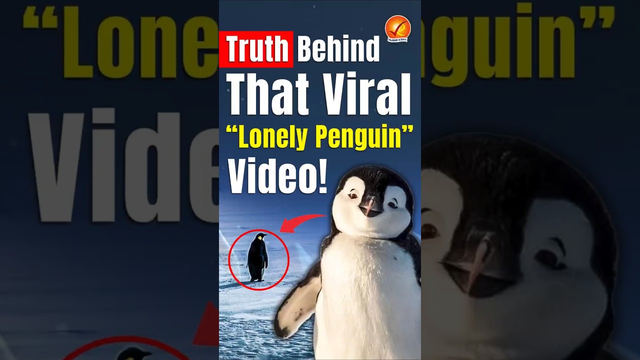 Truth Behind That Viral “Lonely Penguin” Video!