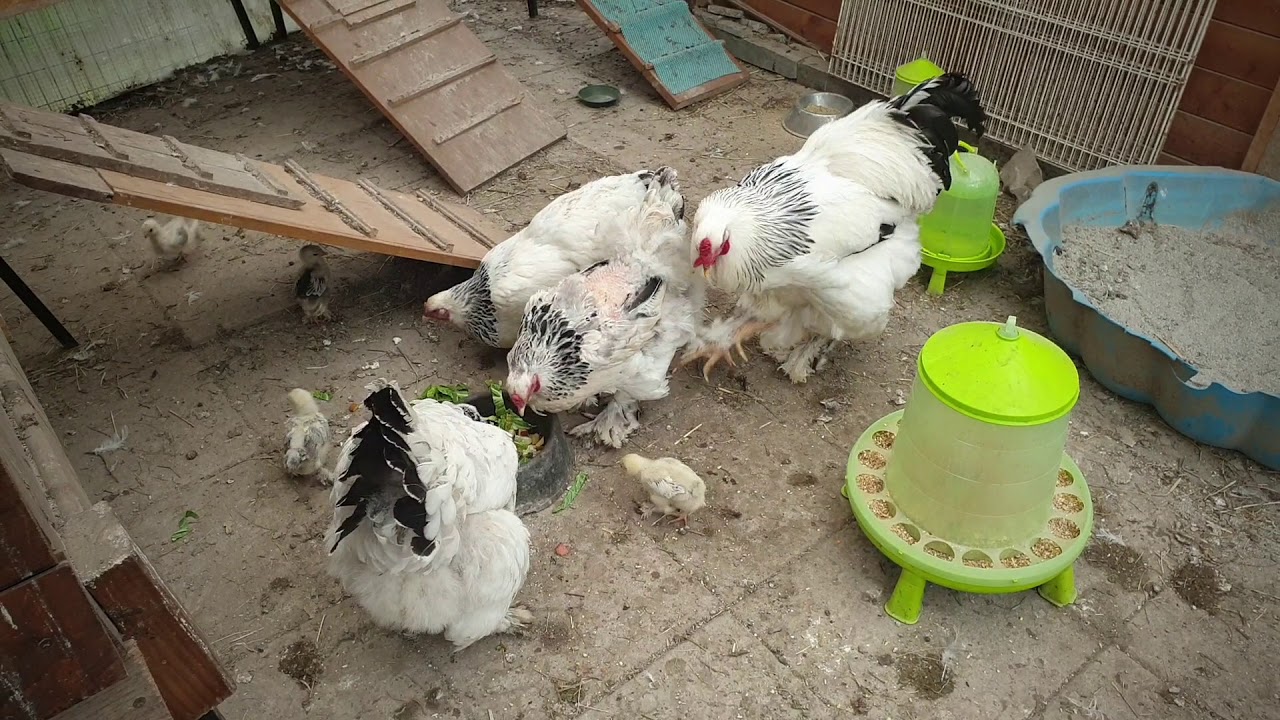 Pulcini Brahma nati 1 aprile 2020🐣🐥