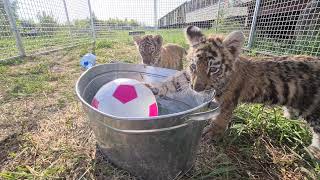 У тигрят появился свой вольер/tiger cubs have a new aviary