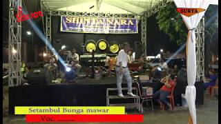 Setambul Bunga Mawar  Gambang Kromong Shinta Nara