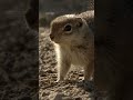 Mama squirrel isn't afraid of any snake 😤 #AmericasNationalParks