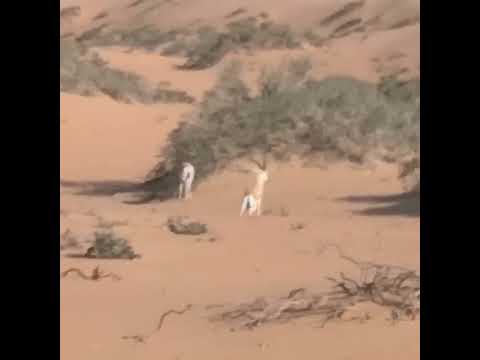 Arabian Sand Gazelle (Gazella marica) at Dubai Desert Conservation Reserve 17.02.2022