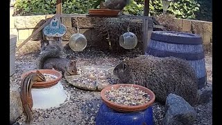 Nice Birds, angry Squirrels, brave Chipmunks, and BIG Groundhog feeding together fun! :) by Relaxing Videos for Cats, Dogs, and People. 219 views 5 months ago 20 minutes