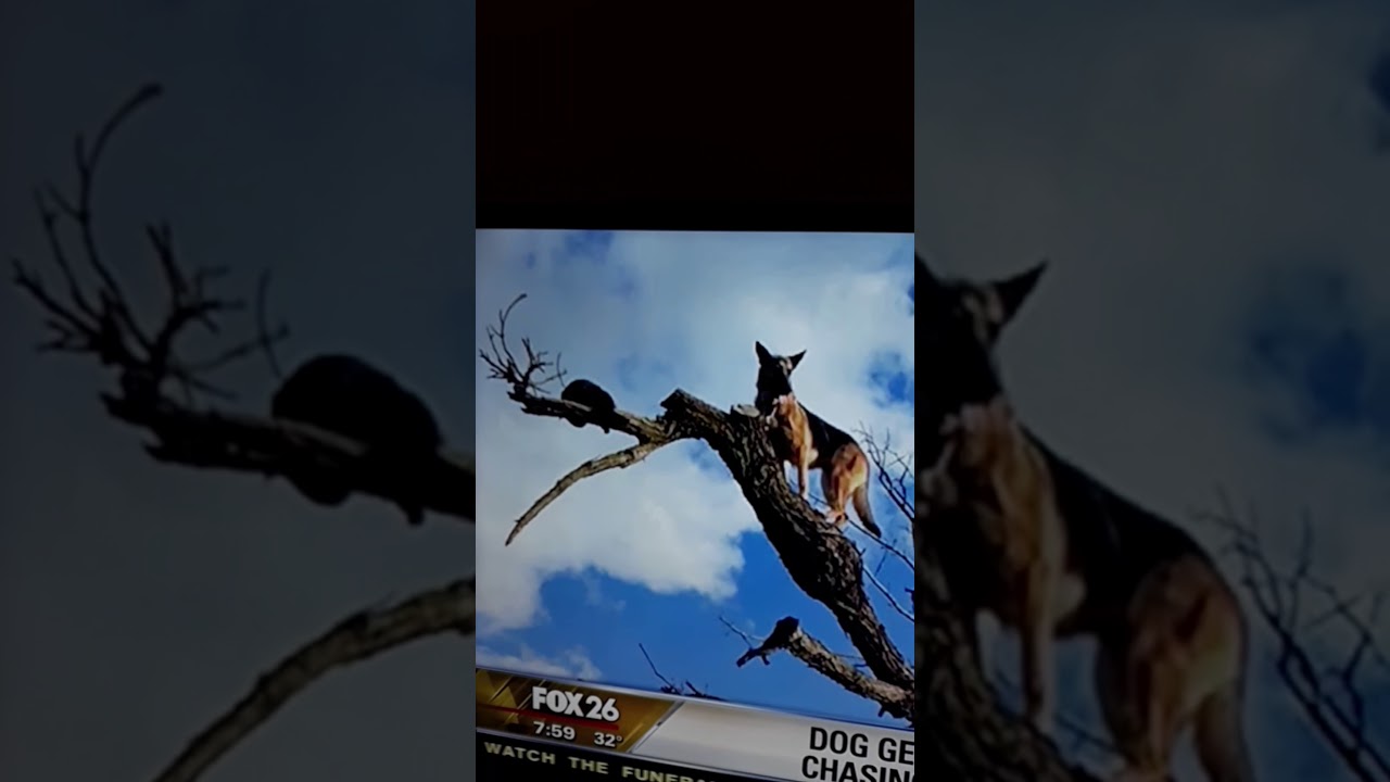 DOG GETS STUCK AFTER CHASING CAT INTO TREE YouTube