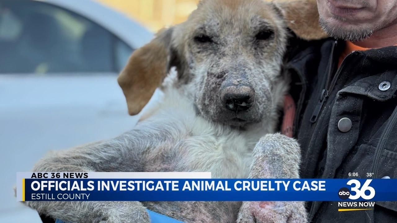 Officials investigate animal cruelty case - YouTube